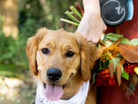 Midway Village Wedding Picture